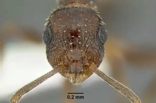 Temnothorax myrmiciformis specimen