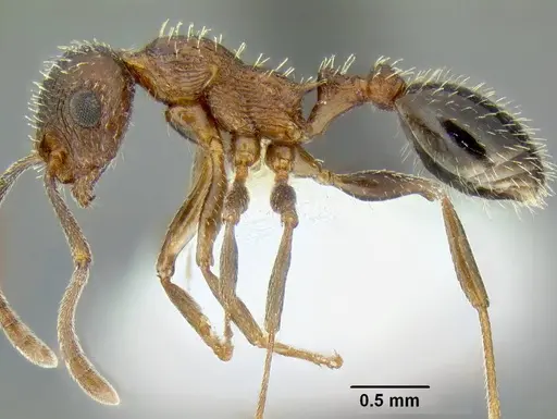 Temnothorax myrmiciformis specimen