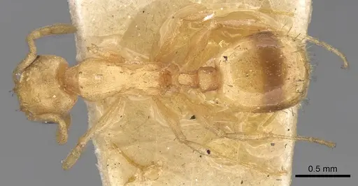 Temnothorax naeviventris specimen