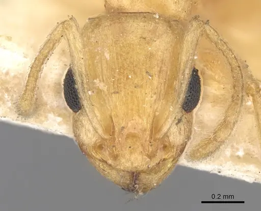 Temnothorax naeviventris specimen