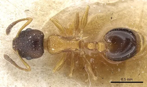 Temnothorax nassonovi specimen