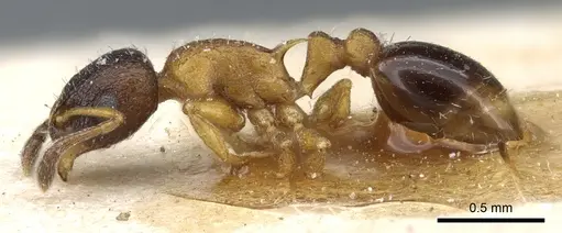 Temnothorax nassonovi specimen