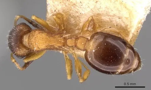Temnothorax nassonovi - CASENT0909031