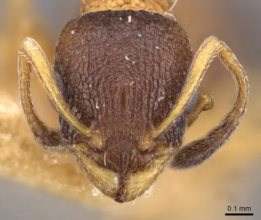 Temnothorax nassonovi - CASENT0909031