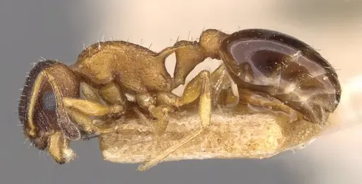 Temnothorax nassonovi - CASENT0909031