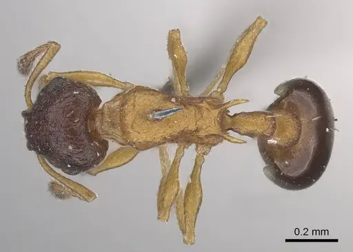 Temnothorax nassonovi - CASENT0919742