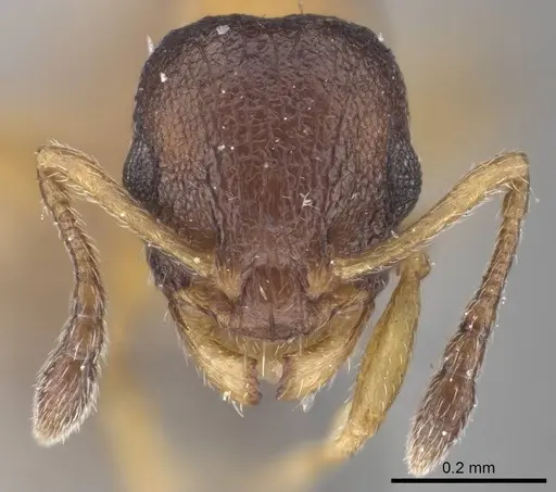Temnothorax nassonovi - CASENT0919742