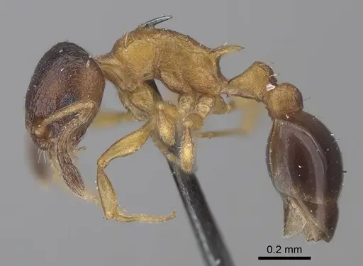 Temnothorax nassonovi - CASENT0919742