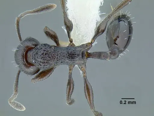 Temnothorax nebliselva specimen