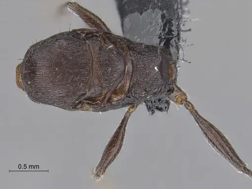 Temnothorax nebliselva specimen