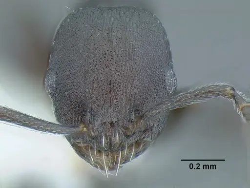Temnothorax nebliselva specimen