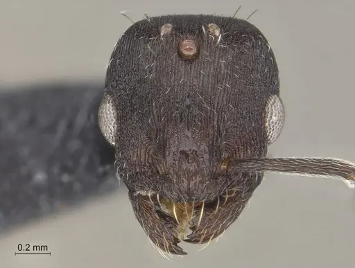 Temnothorax nebliselva - INB0003659261