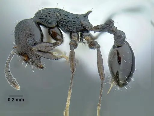 Temnothorax nebliselva - INB0003659261