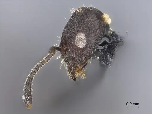 Temnothorax nebliselva - INB0003659261