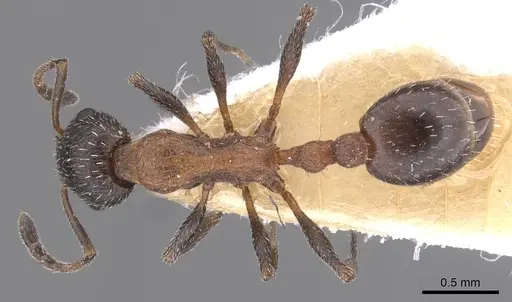 Temnothorax neminan specimen