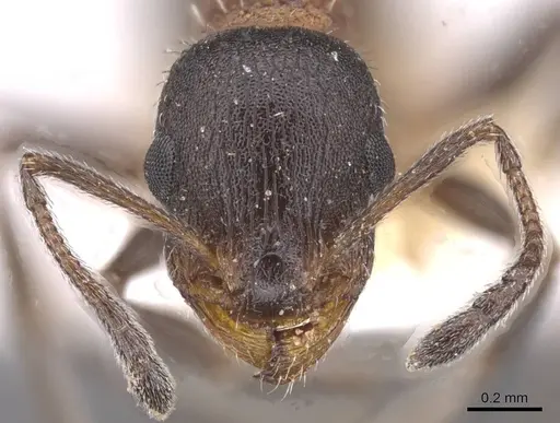 Temnothorax neminan specimen