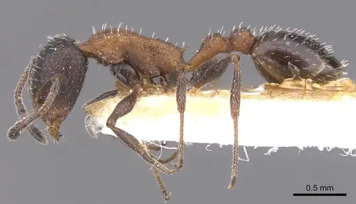 Temnothorax neminan specimen