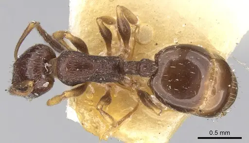 Temnothorax niger specimen