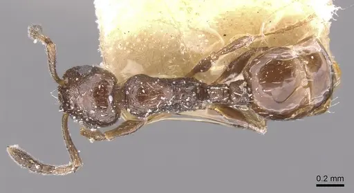 Temnothorax niger - CASENT0912970