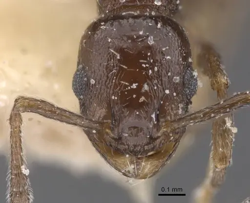 Temnothorax niger - CASENT0912970