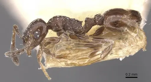 Temnothorax niger - CASENT0912970