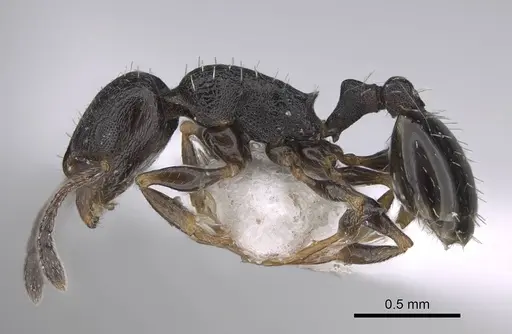 Temnothorax niger - CASENT0922697