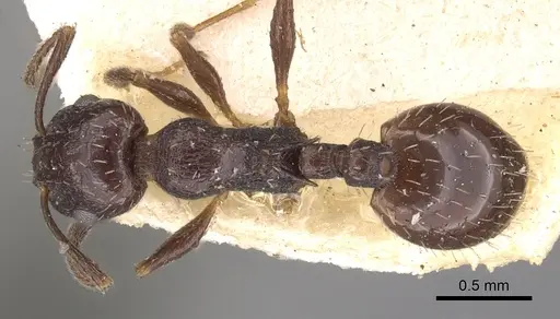 Temnothorax nigritus specimen