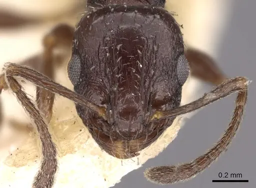 Temnothorax nigritus specimen