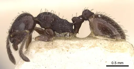 Temnothorax nigritus specimen