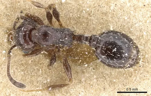 Temnothorax nigritus - CASENT0904737