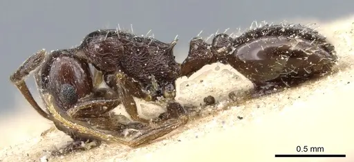 Temnothorax nigritus - CASENT0904737