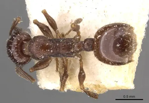 Temnothorax nigritus - CASENT0909033