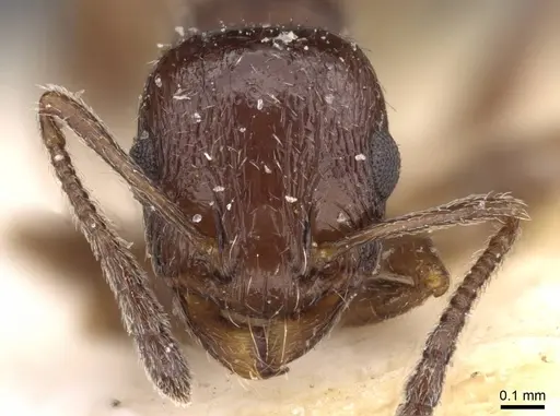 Temnothorax nigritus - CASENT0909033