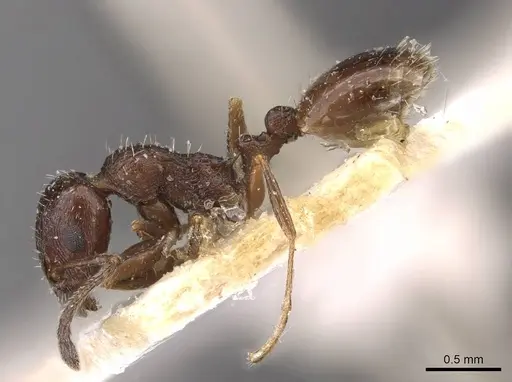 Temnothorax nigritus - CASENT0909033