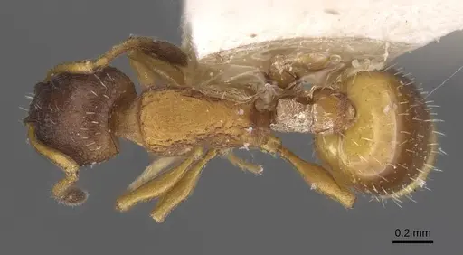 Temnothorax nigritus - CASENT0912972