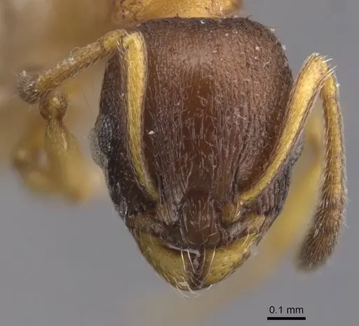 Temnothorax nigritus - CASENT0912972