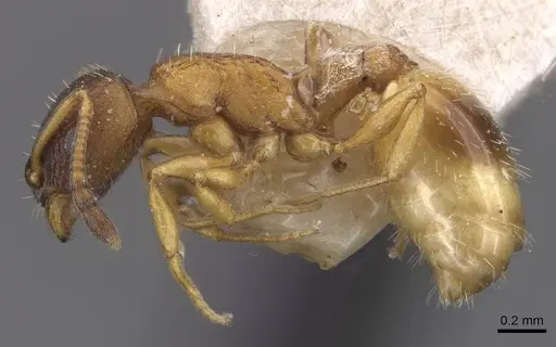 Temnothorax nigritus - CASENT0912972