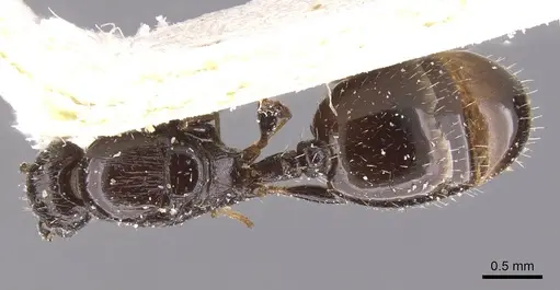 Temnothorax nigritus - CASENT0912973