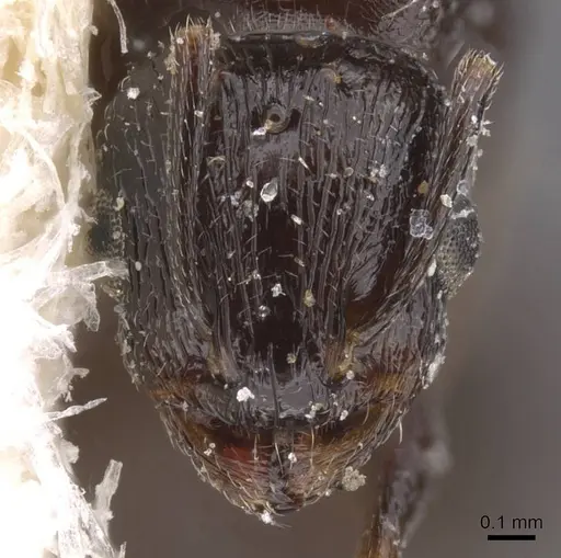 Temnothorax nigritus - CASENT0912973