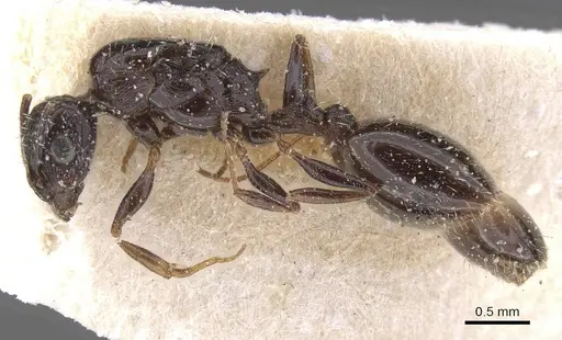 Temnothorax nigritus - CASENT0912973