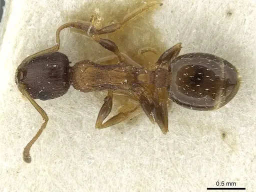 Temnothorax nigritus - CASENT0913632