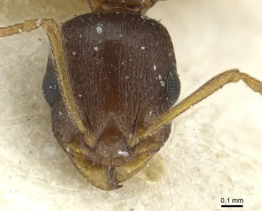 Temnothorax nigritus - CASENT0913632