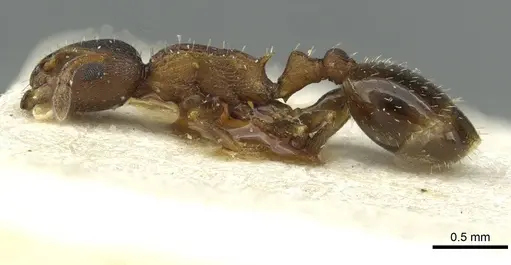 Temnothorax nigritus - CASENT0913632