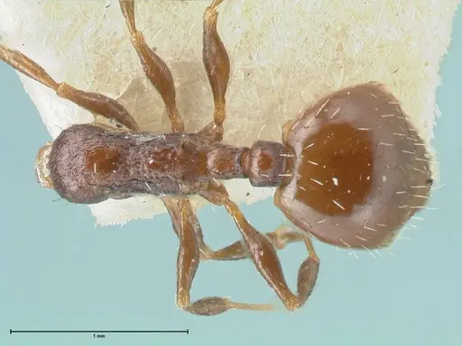 Temnothorax nigritus - FOCOL2011