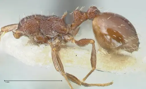 Temnothorax nigritus - FOCOL2011