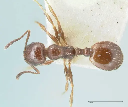 Temnothorax nigritus - FOCOL2012