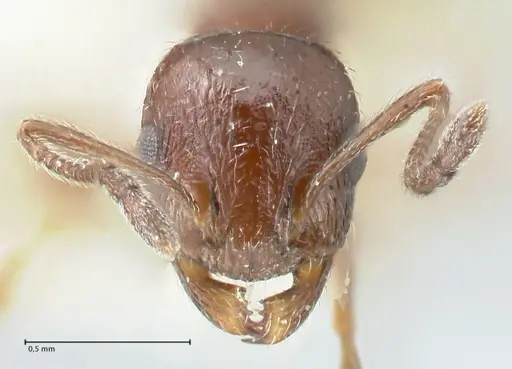 Temnothorax nigritus - FOCOL2012