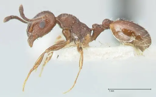 Temnothorax nigritus - FOCOL2012