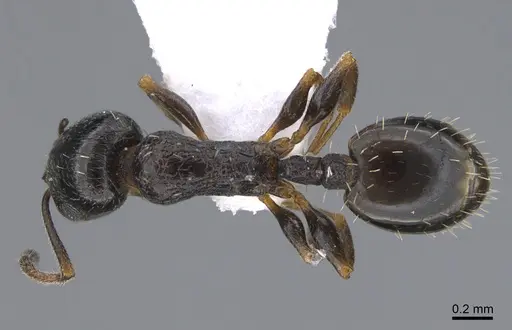 Temnothorax nikoklesi specimen