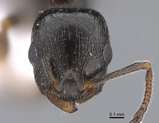 Temnothorax nikoklesi specimen